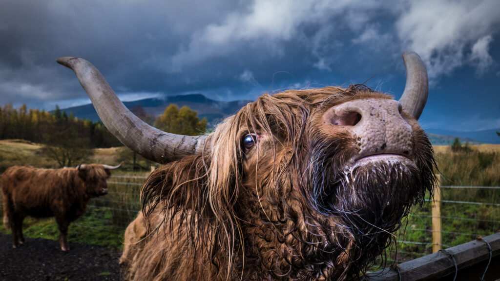 Hyderhead Highland Cow
