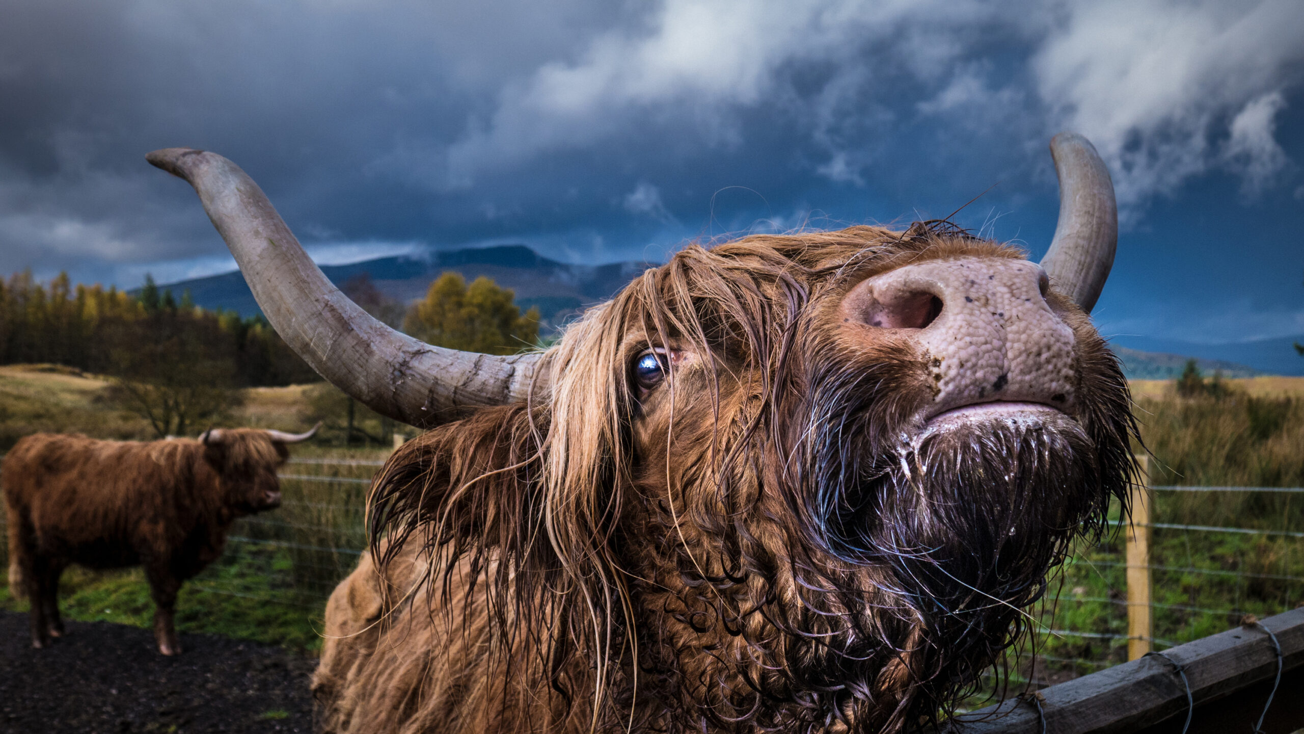 Hyderhead Highland Cow